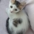 ÜCRETSİZ ANKARA KEDİSİ TEKİR MELEZİ POFUDUK BEBEĞİMİZ İÇİN AİLE OLUR MUSUNUZ? fotoğraf