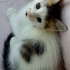 ÜCRETSİZ ANKARA KEDİSİ TEKİR MELEZİ POFUDUK BEBEĞİMİZ İÇİN AİLE OLUR MUSUNUZ? fotoğraf
