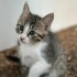 CANAYAKIN YUMUŞACIK ZEKİ BEBEĞİMİZ İÇİN AİLE OLUR MUSUNUZ? fotoğraf