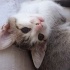 CANAYAKIN YUMUŞACIK ZEKİ BEBEĞİMİZ İÇİN AİLE OLUR MUSUNUZ? fotoğraf
