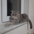 Yeni evini arıyor fotoğraf