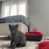 Oyuncu tatlı yavruya acil yuva arıyoruz fotoğraf