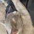 Russian Blue kedimizi sahiplendiriyoruz fotoğraf