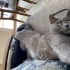 Russian Blue kedimizi sahiplendiriyoruz fotoğraf