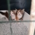 SOKAK DA YAŞIYAMIYOLAR ACİL ÖMÜRLÜK YUVA fotoğraf