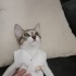 İZMİR MİNİK YAVRUMUZA ÖMÜRLÜK YUVASINI ARIYORUZ fotoğraf