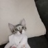İZMİR MİNİK YAVRUMUZA ÖMÜRLÜK YUVASINI ARIYORUZ fotoğraf