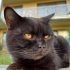 Ücretsiz sahiplenme pofidik British kedi fotoğraf