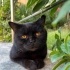 Ücretsiz sahiplenme pofidik British kedi fotoğraf