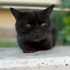 Ücretsiz sahiplenme pofidik British kedi fotoğraf