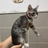 YUVA ARIYORUZ - 4AYLIK DİŞİ - SOKE KEDİMİZ fotoğraf