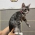 YUVA ARIYORUZ - 4AYLIK DİŞİ - SOKE KEDİMİZ fotoğraf