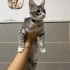 YUVA ARIYORUZ - 4AYLIK DİŞİ - SOKE KEDİMİZ fotoğraf
