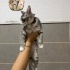 YUVA ARIYORUZ - 4AYLIK DİŞİ - SOKE KEDİMİZ fotoğraf