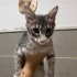 YUVA ARIYORUZ - 4AYLIK DİŞİ - SOKE KEDİMİZ fotoğraf