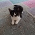 Tatlı kızımıza yuva arıyoruz fotoğraf