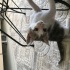 Annesi terk edilmiş yavru kedi fotoğraf