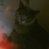 Balkız Yeni Yuvasını Arıyor: Sevecen British Shorthair Güzeli fotoğraf