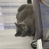 Balkız Yeni Yuvasını Arıyor: Sevecen British Shorthair Güzeli fotoğraf