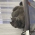 Balkız Yeni Yuvasını Arıyor: Sevecen British Shorthair Güzeli fotoğraf