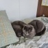 Balkız Yeni Yuvasını Arıyor: Sevecen British Shorthair Güzeli fotoğraf