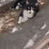 Sokağa atılmış Acil yuva