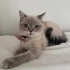 Shorthair  yavruya yuva fotoğraf
