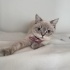 Shorthair  yavruya yuva fotoğraf