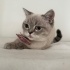 Shorthair  yavruya yuva fotoğraf