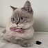 Shorthair  yavruya yuva fotoğraf