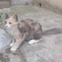 Masal kız ömürlük yuvasını arıyor fotoğraf