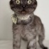 British Shorthair fotoğraf
