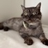 British Shorthair fotoğraf