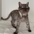 British Shorthair fotoğraf
