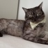 British Shorthair fotoğraf