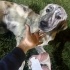1 YAŞLARINDA PLOTT HOUND MELEZİ fotoğraf