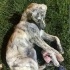1 YAŞLARINDA PLOTT HOUND MELEZİ fotoğraf