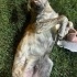 1 YAŞLARINDA PLOTT HOUND MELEZİ fotoğraf