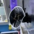VETERİNERDE TEDAVİ ALTINDA BULUNAN DİŞİ YAVRU TEKİR KEDİ İÇİN ACİL YUVA ARANIYOR fotoğraf