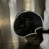 VETERİNERDE TEDAVİ ALTINDA BULUNAN DİŞİ YAVRU TEKİR KEDİ İÇİN ACİL YUVA ARANIYOR fotoğraf