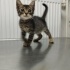 Minik Yavruya Yuva 😺 fotoğraf