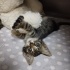 Minik Yavruya Yuva 😺 fotoğraf
