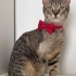 Engelli kedi Poni için yuva fotoğraf