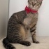 Engelli kedi Poni için yuva fotoğraf