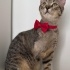 Engelli kedi Poni için yuva fotoğraf