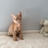 Bella yuva arıyor fotoğraf