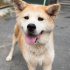 Shiba Inu Barınağa terkedildi fotoğraf