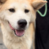 Shiba Inu Barınağa terkedildi fotoğraf