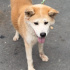Shiba Inu Barınağa terkedildi fotoğraf