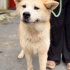 Shiba Inu Barınağa terkedildi fotoğraf